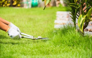 Yard Lawn Care