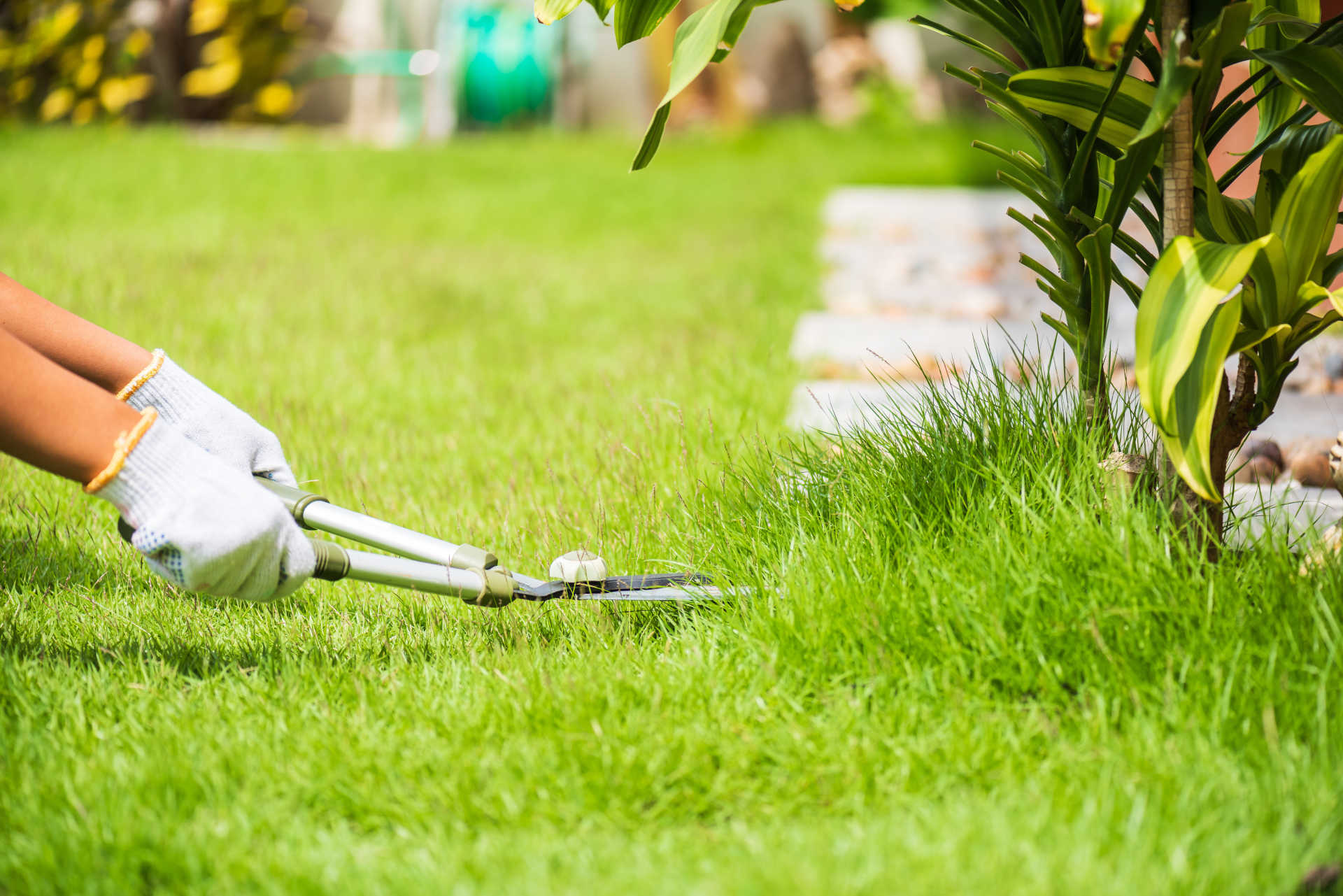 Yard Lawn Care