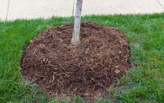 Winter Mulch