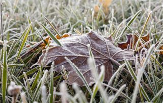 frost damage