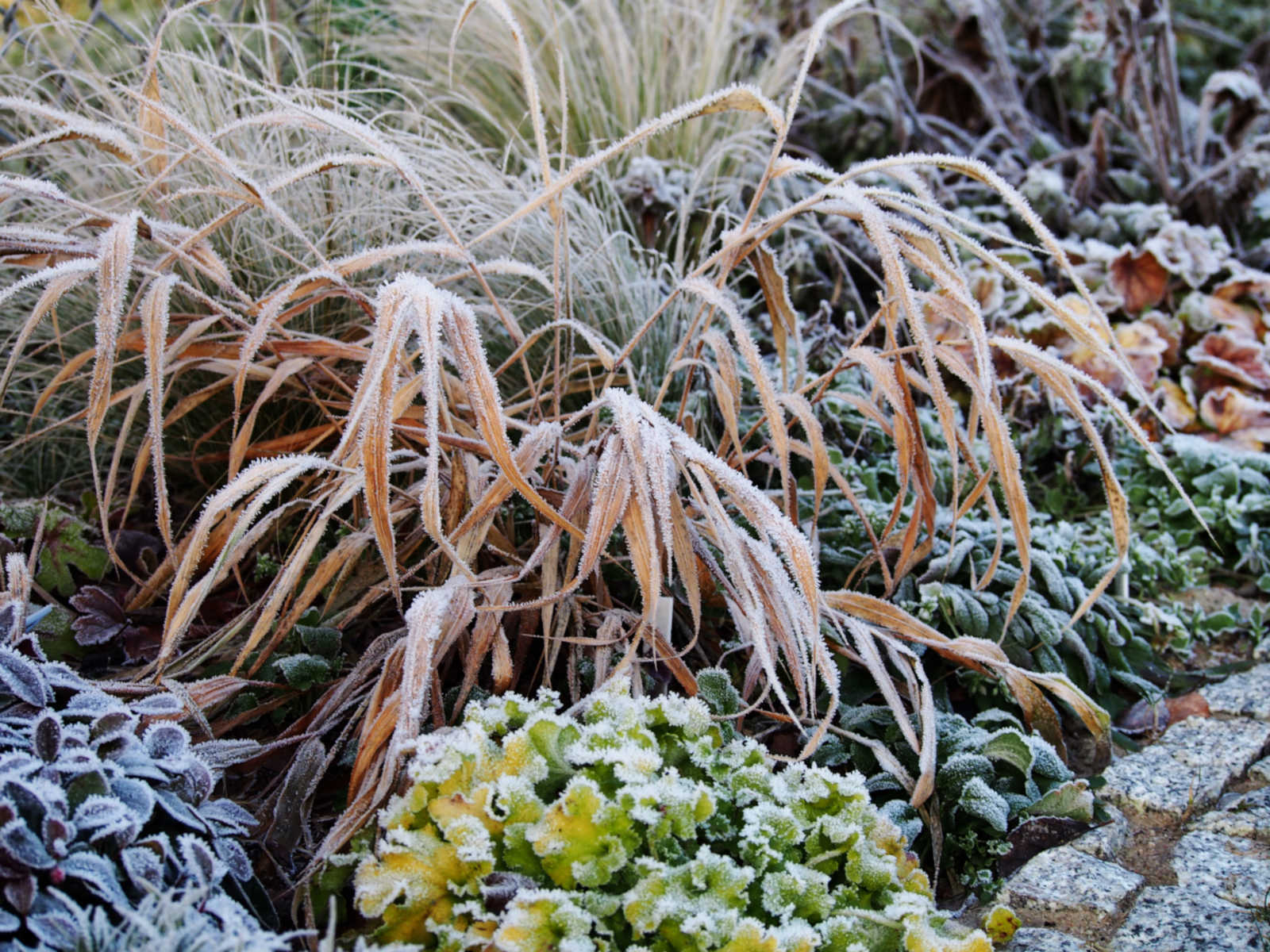 Winter Pruning